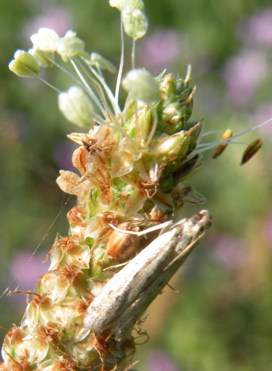 Calamotropha paludella???  No, Pyralidae Phycitinae : cfr. Homoeosoma sp.
